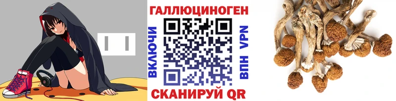Псилоцибиновые грибы Psilocybe  Купить где  Жердевка 